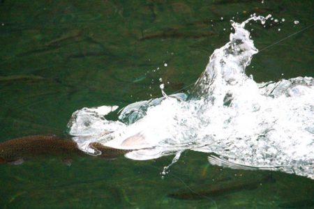 小菅トラウトガーデン 釣果