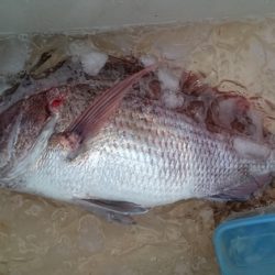 大進丸（新潟） 釣果