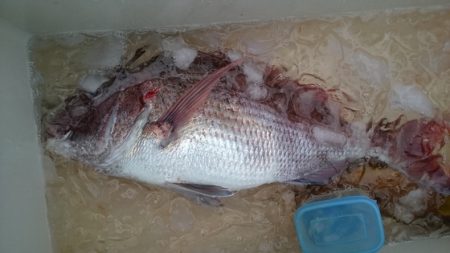 大進丸（新潟） 釣果