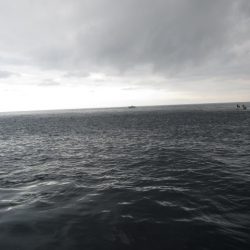 ジギング船 BLUEWATER 釣果