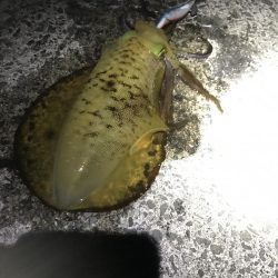12月末の中紀でのエギングでアオリイカ