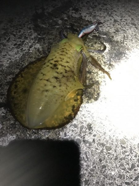 12月末の中紀でのエギングでアオリイカ