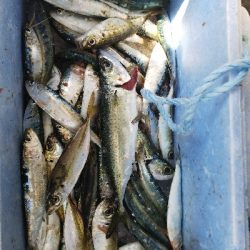 今日はイワシが