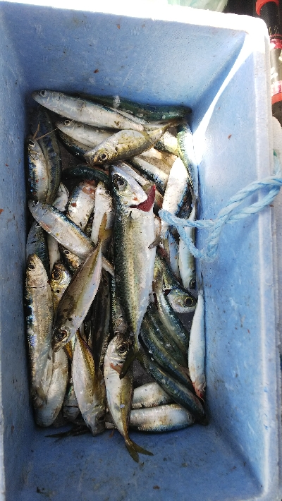 今日はイワシが