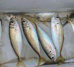 今年最後の釣り