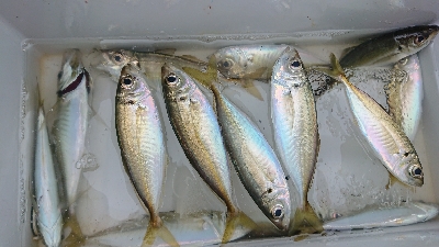 今年最後の釣り