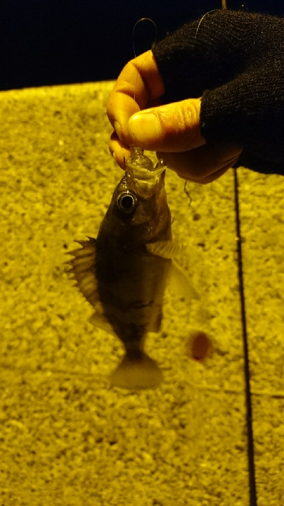 メバル&ベイカ釣り