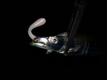 明石ワインド17