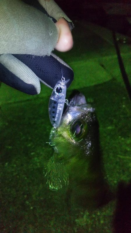 メバルプラッキング