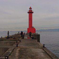 太刀魚狩りじゃ