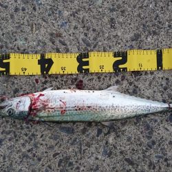 ショアジギング