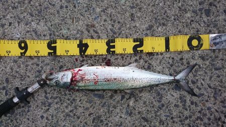 ショアジギング