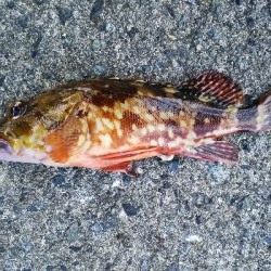 アジング佐田岬遠征①