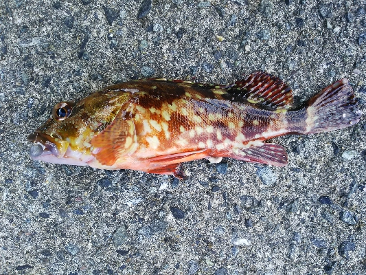 アジング佐田岬遠征①