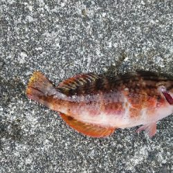 アジング佐田岬遠征①