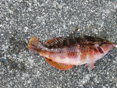 アジング佐田岬遠征①