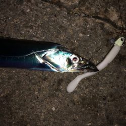 明石ワインド16