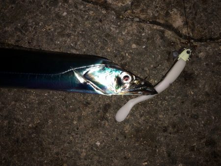 明石ワインド16