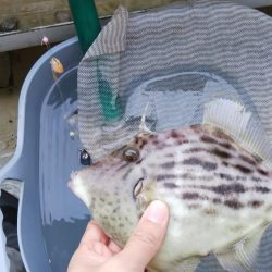 カワハギは終盤?