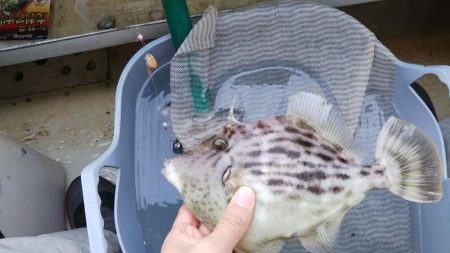 カワハギは終盤?