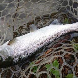 渋かったが、良型サクラマスキャッチ成功