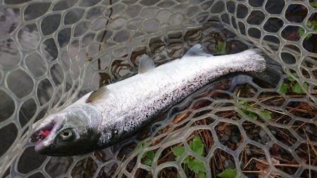 渋かったが、良型サクラマスキャッチ成功