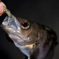 【大メバルが釣れたった！！】鹿島灘漁港でシーバス、メバル釣り　