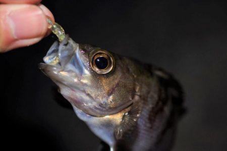 【大メバルが釣れたった！！】鹿島灘漁港でシーバス、メバル釣り　