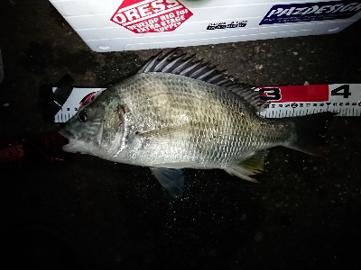 雪舞う中 釣り納め