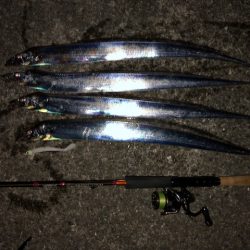 明石ワインド16