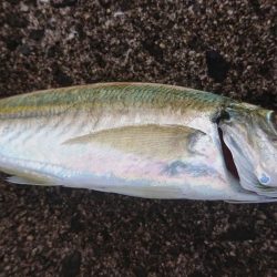 太刀魚狩りじゃ