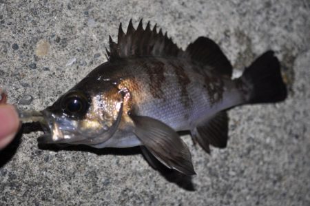 【大メバルが釣れたった！！】鹿島灘漁港でシ…