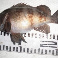 ルアー船マヒマヒ 釣果