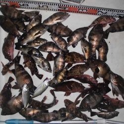 ルアー船マヒマヒ 釣果