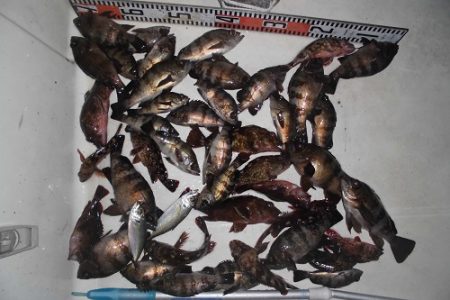 ルアー船マヒマヒ 釣果