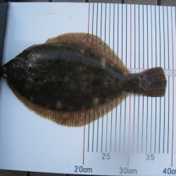 オリジナルメーカー海づり公園(市原市海づり施設) 釣果