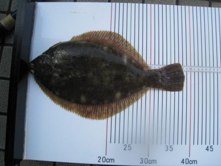 オリジナルメーカー海づり公園(市原市海づり施設) 釣果