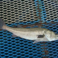 オリジナルメーカー海づり公園(市原市海づり施設) 釣果