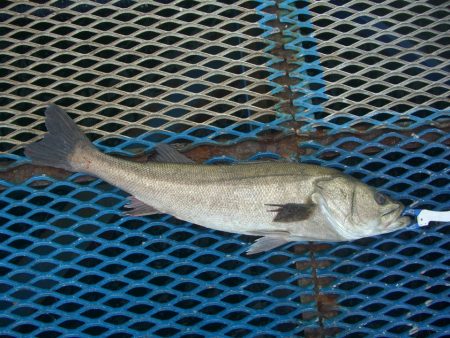 オリジナルメーカー海づり公園(市原市海づり施設) 釣果