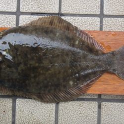 オリジナルメーカー海づり公園(市原市海づり施設) 釣果