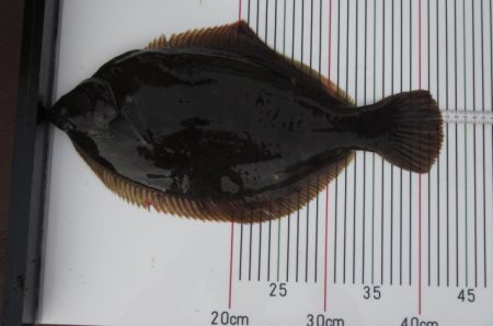 オリジナルメーカー海づり公園(市原市海づり施設) 釣果