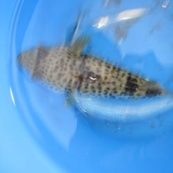 オリジナルメーカー海づり公園(市原市海づり施設) 釣果