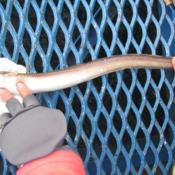 オリジナルメーカー海づり公園(市原市海づり施設) 釣果