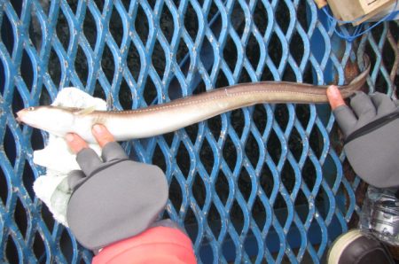 オリジナルメーカー海づり公園(市原市海づり…