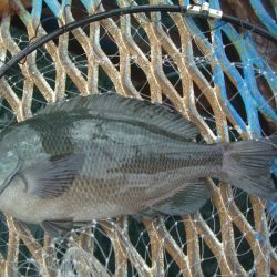 オリジナルメーカー海づり公園(市原市海づり施設) 釣果