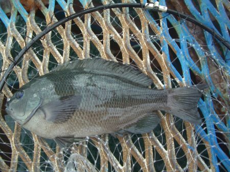 オリジナルメーカー海づり公園(市原市海づり施設) 釣果