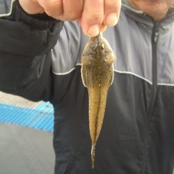 オリジナルメーカー海づり公園(市原市海づり施設) 釣果