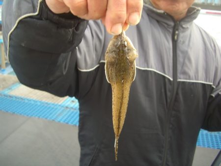 オリジナルメーカー海づり公園(市原市海づり施設) 釣果