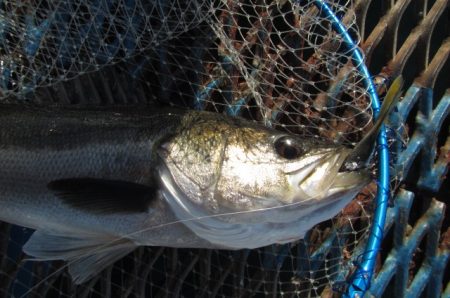 オリジナルメーカー海づり公園(市原市海づり施設) 釣果