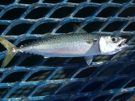オリジナルメーカー海づり公園(市原市海づり施設) 釣果